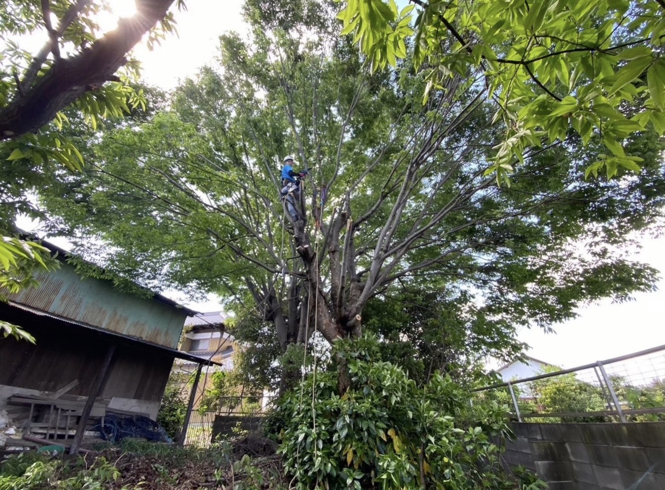 木伐採 現場写真1