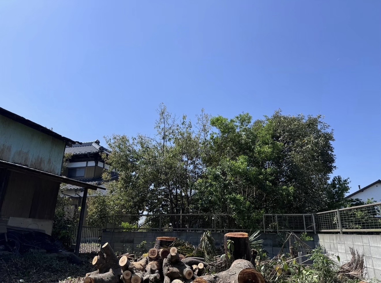 木伐採 現場写真2